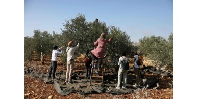 لأول مرة.. إسرائيل تمنع الفلسطينيين من حصاد محاصيلهم في أراضٍ بالضفة