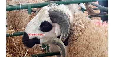 فقط في القدس المحتلة&hellip; ثمن الأضحية 45 ألف شيقل !!