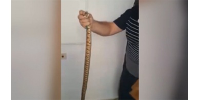 فيديو: العثور على أفعى داخل مرحاض حمام في حيفا