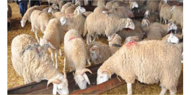 اضحية تتسبب بطلاق زوجين في عمّان