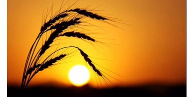 تدهور زراعة القمح يهدد بفقدان رغيف الخبز في العالم العربي