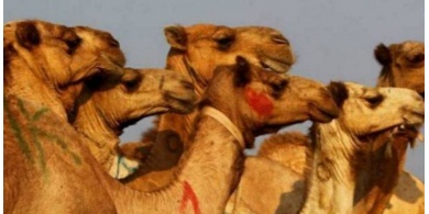 31 مليون دولار لأجمل جمل