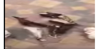 حقيقة فيديو متداول لعامل وضع صقوراً حية في الفريزر بالخطأ وتسبب في موتها