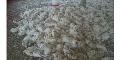 جمعية حماية المستهلك: نفوق أمهات الدواجن في جنين مشكلة تؤثر على الاقتصاد الوطني