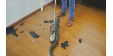 فيديو لا يصدق.. أفعى ضخمة تسقط فوق رؤوس موظفي بنك!