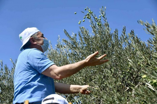 رئيس الوزراء يطلق موسم قطف ثمار الزيتون من بيرزيت