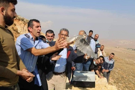 سلطة جودة البيئة تطلق مجموعة من غزلان الجبل الفلسطيني والطيور البرية إلى الطبيعة