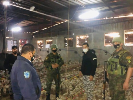 الضابطة الجمركية تضبط 4000 صوص حبش مهرب من إسرائيل في محافظة طوباس