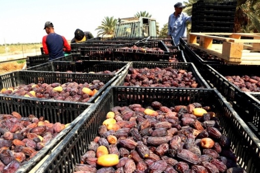 بعد رفع تركيا حصة استيراد التمور الفلسطينية- هل سيرتفع سعرها محلياً؟