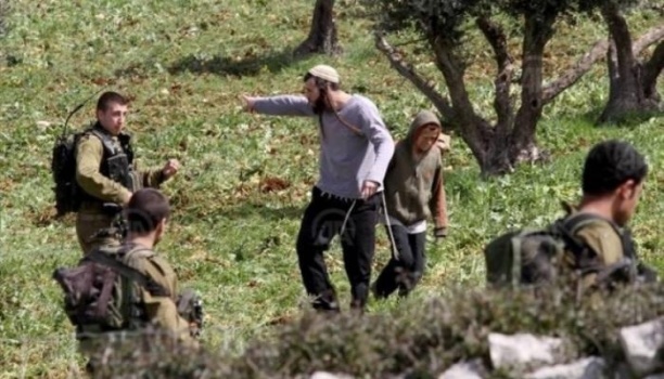 مستوطنون يزرعون أراضي فلسطينية للاستيلاء عليها