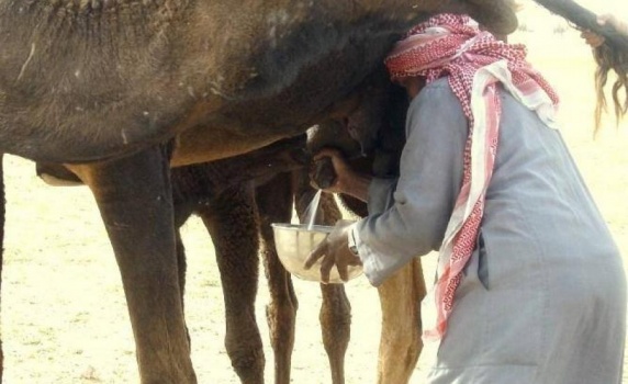 السعودية... افتتاح أول مقهى لبول الإبل الطازج وتركي الحمد يتدخل