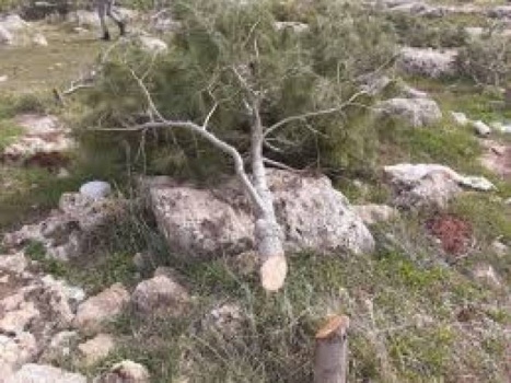 الاحتلال يشرع باقتلاع أشجار حرجية في منطقة 'عينون' شرق طوباس