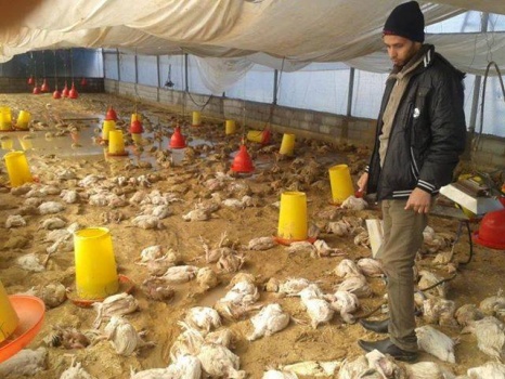حريق بمزرعة دواجن يؤدي لنفوق 6 ألاف صوص