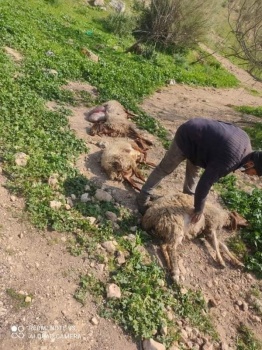 مستوطن يدعس قطيع أغنام في الأغوار الشمالية