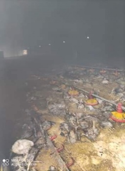 نفوق آلاف الدواجن إثر حريق داخل مزرعة في بلدة عجة جنوب جنين