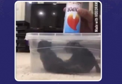 الكويت..ضبط شخص نشر مقطع فيديو وهو يقوم بتعذيب وقتل صغار القطط