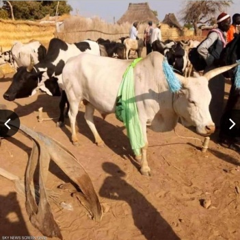 رجل أعمال يدفع مهر ابنة رئيس جنوب السودان .. 500 بقرة