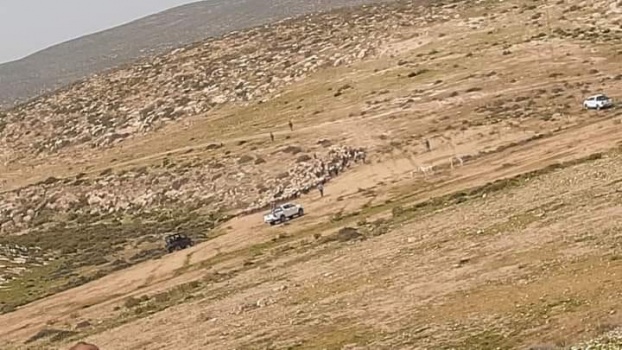 الاحتلال يطارد رعاة أغنام شرق يطا