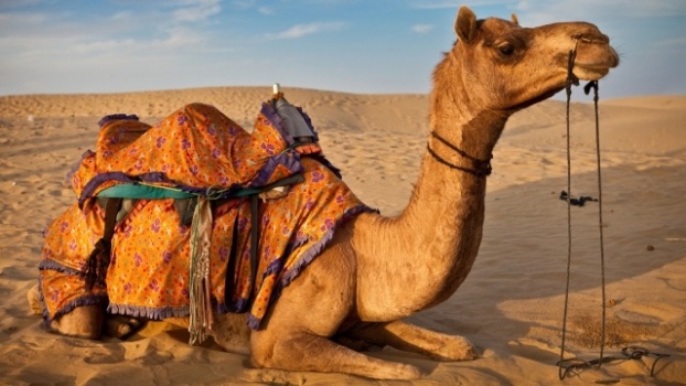 العثور على أكثر من 2000 كيس بلاستيكي داخل معدة جمل
