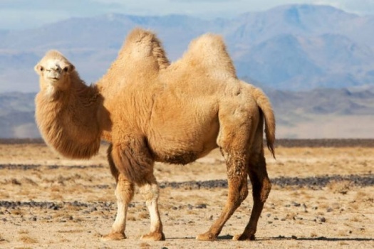 صور.. ظهور أول إشارة مرور في العالم خاصة بالإبل في الصين