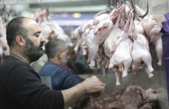 5 ملايين دجاجة حجم استهلاك الضفة الغربية في رمضان
