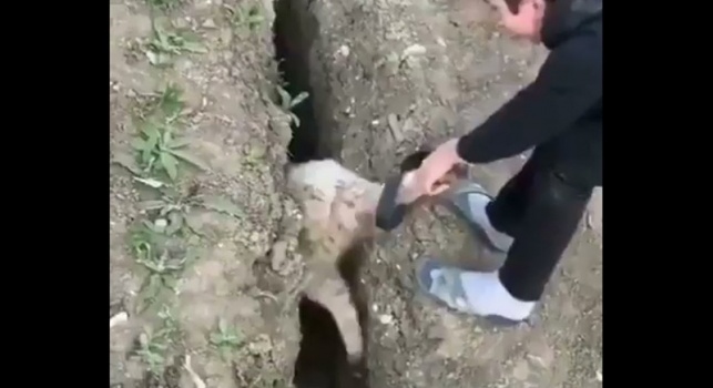 خروف سيئ الحظ .. بعد إنقاذه من الحفرة يقفز ليقع فيها مجددا
