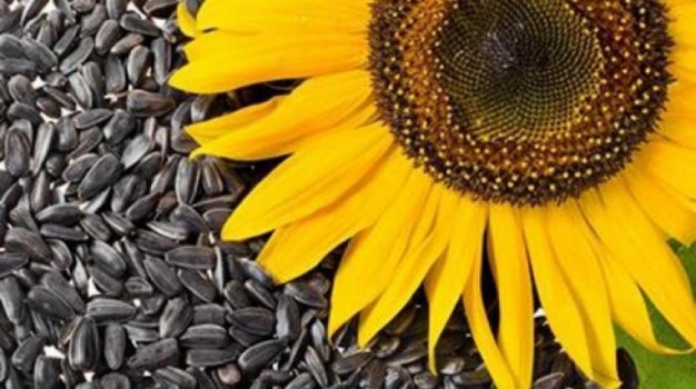 احذروا تناول بذور دوار الشمس