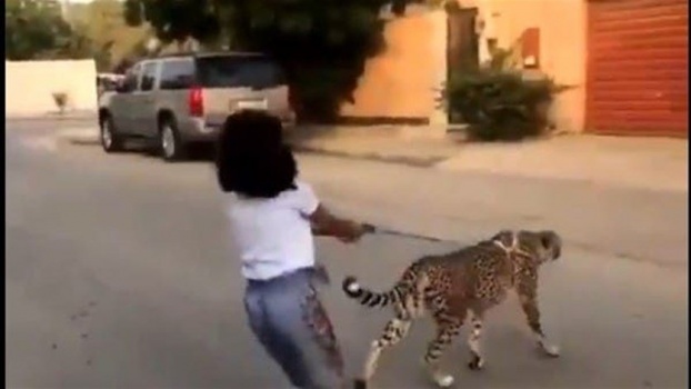 طفلة تتجول برفقة "فهد" في شوارع السعودية (فيديو)