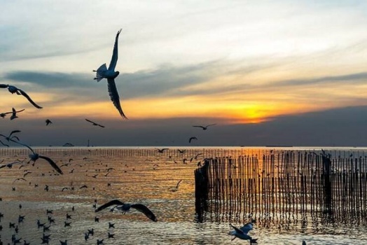 علماء: عدد الطيور في كوكبنا يزيد بكثير عن عدد سكانه