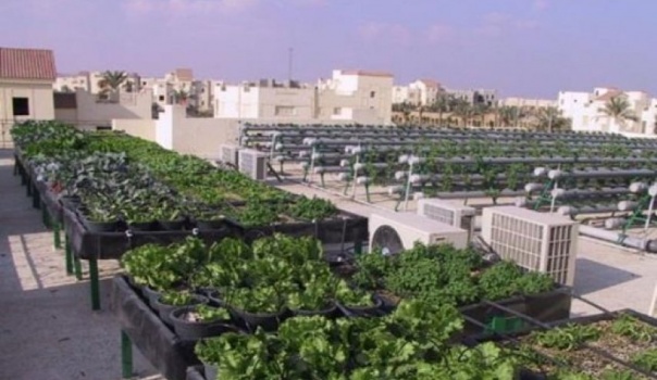مهندس مصري يستغل أسطح المنازل لإنتاج محاصيل زراعية ويحلم بتعميم فكرته