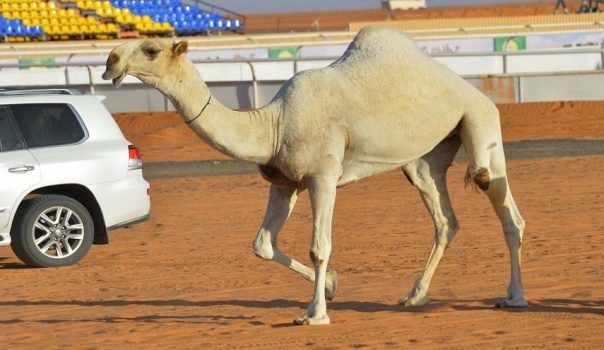 السعودية تطرد أي وافد يتورط في عمليات 'تجميل الإبل'