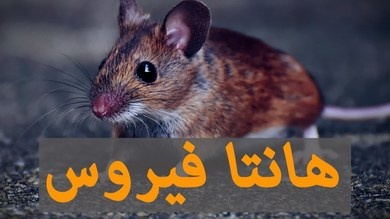تسجيل أول إصابة بفيروس "هانتا" القاتل بأميركا