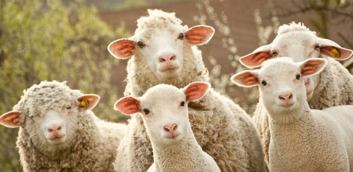 12 نصيحة عند شراء أضحية العيد