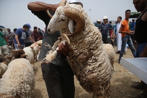 قبيل عيد الأضحى.. أسعار المواشي تسجل ارتفاعا غير مسبوق