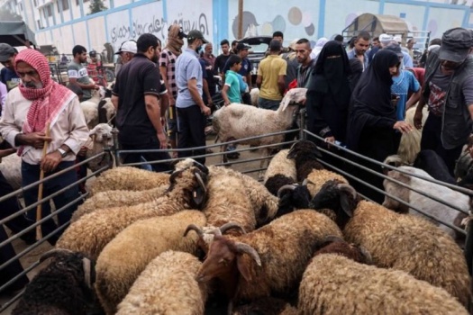 الأضاحي في غزة بالتقسيط بسبب الوضع الاقتصادي والجمعيات الخيرية تشتري القسم الأكبر من المواشي