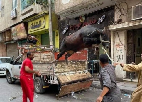 عجل يقتل شخصين ويُصيب آخرين في مصر