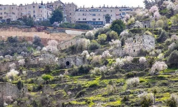لِفْتا… قرية فلسطينية ظليلة بين القدس ويافا تهددها أطماع دولة الاحتلال