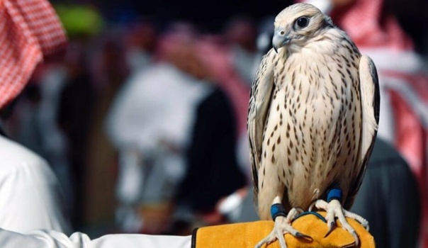 صفقة قياسية لبيع صقر سعودي بـ 72 ألف دولار