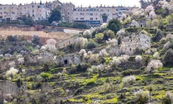 قرية لفتا الفلسطينية.. &ldquo;للبيع&rdquo; في مزاد إسرائيلي