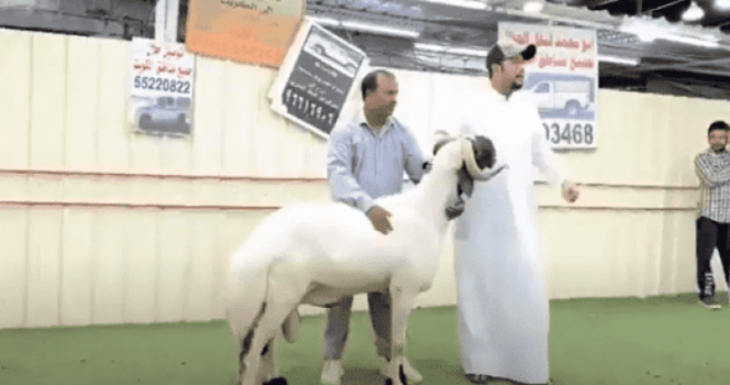 الكويت.. بيع خروف مقابل 200 ألف دولار!!