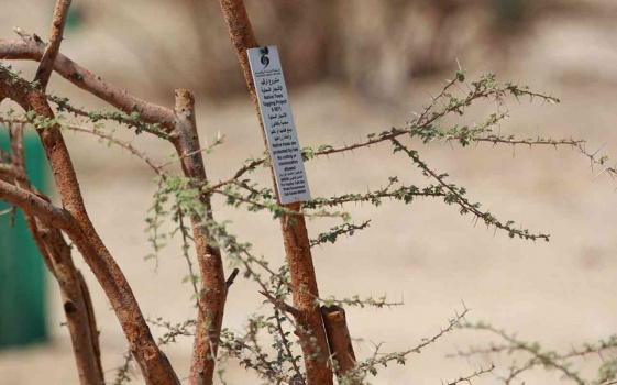 البدء بترقيم الأشجار المحلية المعمرة في أبوظبي