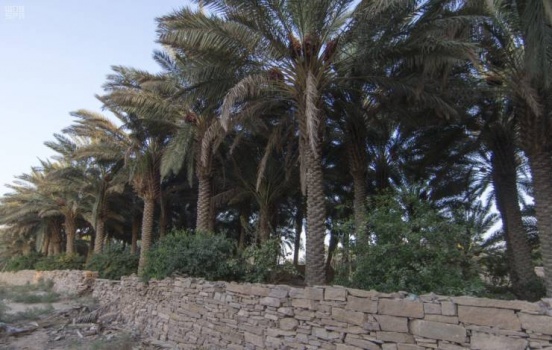السعودية تفتتح أكبر بنك نخيل في العالم كمقصد سياحي