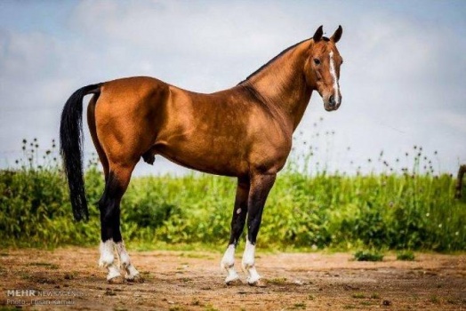 لأول مرة .. إيران تسمح بتصدير الخيول إلى الخارج