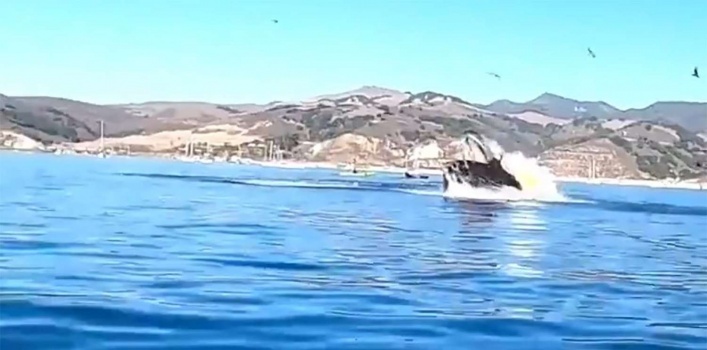 فيديو .. حوت عملاق يلتهم زورقاً على متنه شخصان