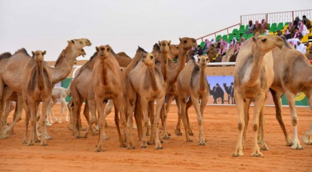 السعودية: استبعاد أكثر من 40 جملاً من المسابقة السنوية للإبل بسبب 'البوتوكس'!