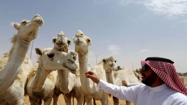 السعودية.. إتمام أضخم صفقة في عالم الإبل!