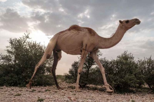 جمل غاضب يقتل شاباً أردنياً في محافظة المفرق