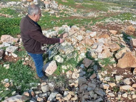 مستوطنون يقتلعون 60 غرسة زيتون ويحطمون غرفة زراعية غرب سلفيت