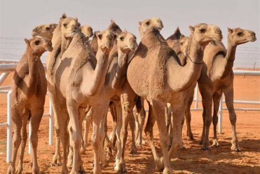  إصدار 'بطاقات شخصية' للإبل في أول مشروع لتوثيق السلالات في السعودية