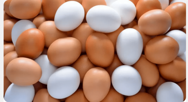 ما الفرق بين البيض الأبيض والبني؟.. جواب ولا أبسط